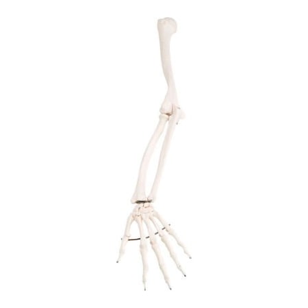 Fabrication Enterprises 3B Anatomical Model - Loose Bones, Arm Skeleton, Left 12-4582L